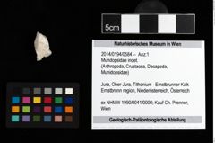Foto (Objekt + Etikett) von Mundopsidae indet.  (NHMW-GEO-2014-0194-0584)